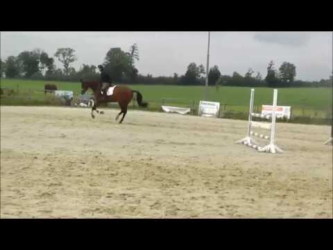 Flamenka *2010 www.pferdesportservice.de