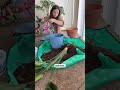 Repotting my Bird of Paradise