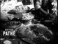 Selected Originals India Sees Eclipse 1952