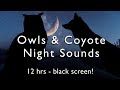 Owls Coyotes Crickets 12 HOURS Night Time White Noise