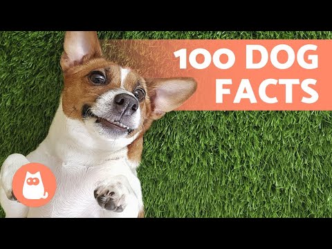 10 Fascinating Dog Facts You Probably Didn't Know