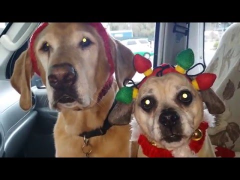 Cooper and Daisy, Naughty or Nice?