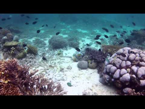 Diving Komodo Dec 2012 Part 2, Komodo Nationalpark,Indonesien