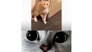 Самые милые и смешные ролики здесь!!!