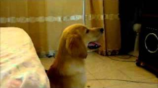 preview picture of video 'perro viendo television martin y su pelicula favorita 101 dalmatas.'