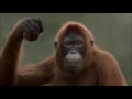 Orangutan Move It