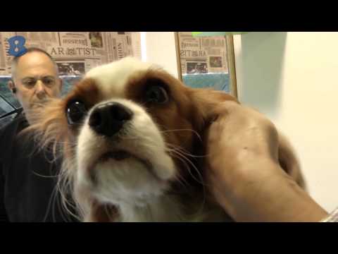 Photo of dogs grooming salon