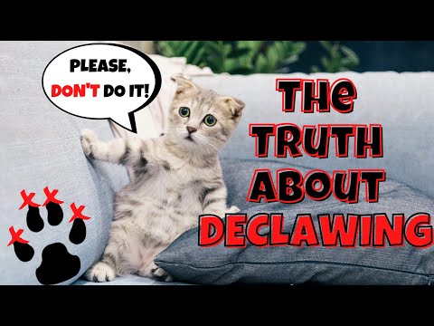 The Painful Truth About Declawing Cats (And What to Do Instead)