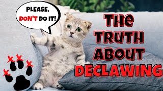 The Painful Truth About Declawing Cats