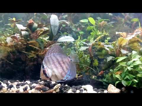 Discus Fish Tank and beautifull Bucephalandra