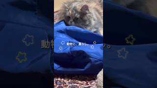 明日もいい日になるvlog🪄#vlog #田舎暮らし #日常vlog #古民家 #猫