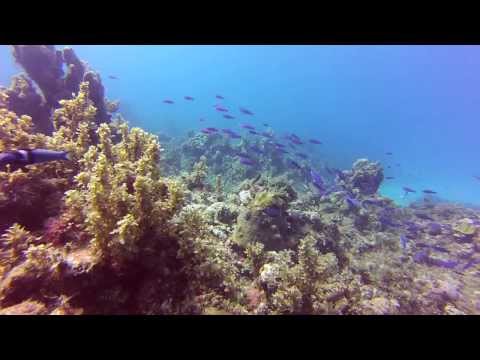 SCUBA Diving Montego Bay Jamaica - Reef
