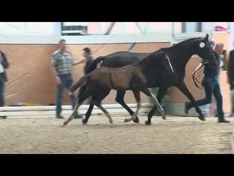 Stf v Danciano x King Arthur