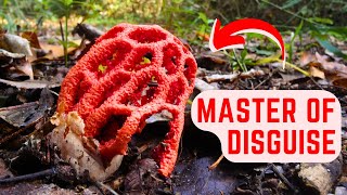 This Mushroom Tricks Flies by Pretending to Be Dead