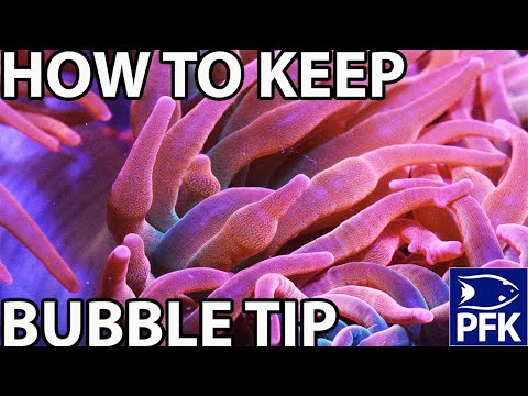 HOW TO KEEP BUBBLE TIP ANEMONE (Entacmaea quadricolor)