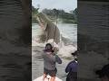 Giant Catfish Caught by Angler! 🦭🐟🐲🐙 #giantcreature #derpseafishing