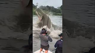 Giant Catfish Caught by Angler! 🦭🐟🐲🐙 #giantcreature #derpseafishing