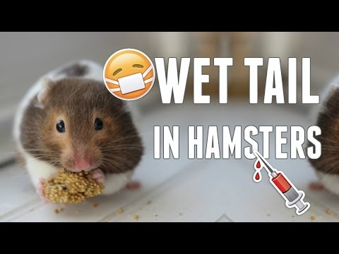 , title : 'Wet tail in Syrian Hamsters | Hamster Health'