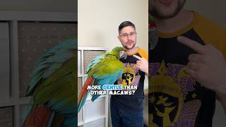 Are Buffon's Macaws More Gentle Than Other Macaws?