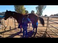 Equine Sheath Clean