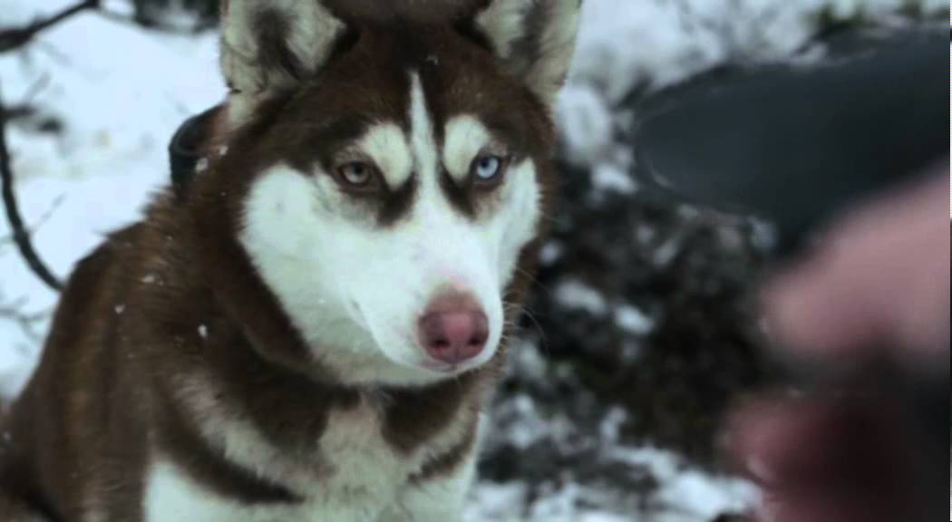 Film Trailer: Styd / Shame