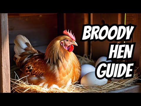 Guide on How to Get a Hen to Go Broody and Understanding the Signs of Broodiness