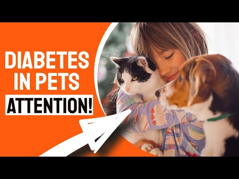 🐶DIABETES in DOGS AND CATS 🐱(Symptoms, Causes, and What to Do)