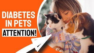 🐶DIABETES in DOGS AND CATS 🐱(Symptoms, Causes, and What to Do)