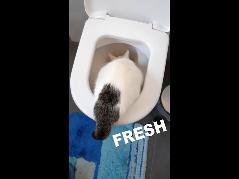 Cat Drinking Toilet Water | My Kitten Luna Prefers Water From Toilet Than From Bowl