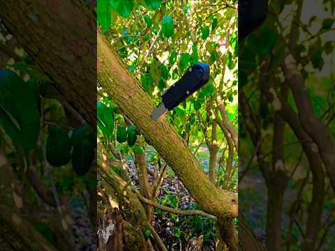 The Guardian Tactical Recon 035 G2 is Good To Go! #knifecommunity #shorts #usamade #edc