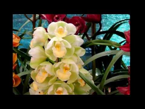 Relaxing - Calming - Nature Photography of Flowers 5