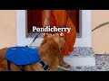 Pondicherry Itinerary With Pets