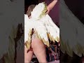 Swimsuit Swimwear 2023 Bikini Fashion Viral Reels Shorts Short Shortvideo Shortsvideo