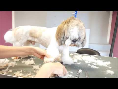 Mobile Dog Grooming Bigrigg - Neils Dogwash