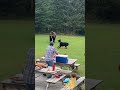 Bear attack😮 #wildanimals #wildlife