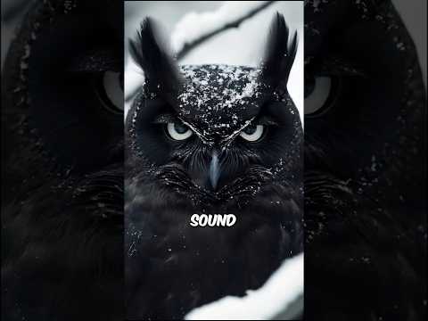 Owls' Secret Weakness That Puts Them in Danger!