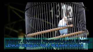 Download lagu PIALA RONGGOLAWE LAMPUNG- Blemot, Lovebird Fenomenal Sumsel Hatrick Pola Perawatan mp3 Download lagu PIALA RONGGOLAWE LAMPUNG- Blemot, Lovebird Fenomenal Sumsel Hatrick Pola Perawatan mp3