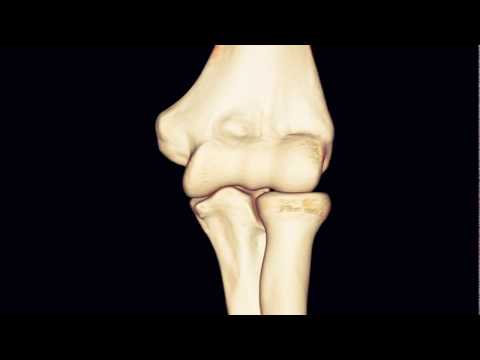 Staw łokciowy - kość ramienna, łokciowa i promieniowa 