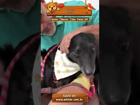 Vídeo de Budy