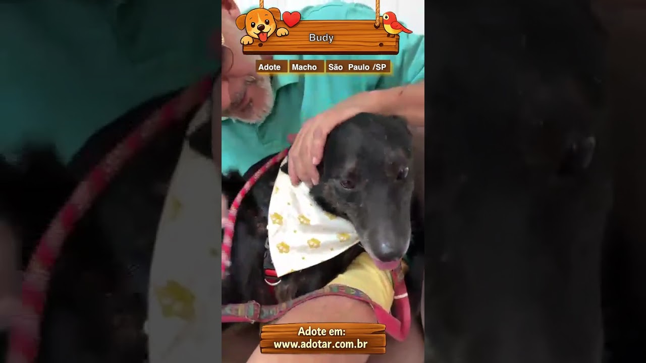 Cachorro raça SRD-ViraLata idade 4 anos nome Budy