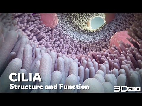 The structure and function of Cilia ? 3D Animation