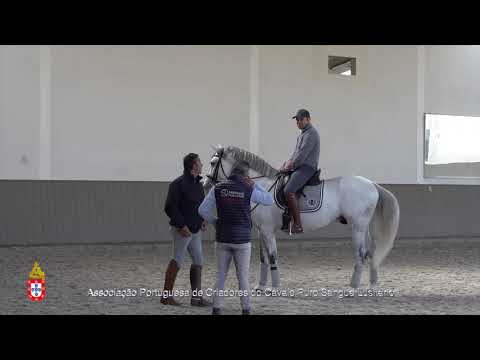 20/10/12 2 Luar da Caniceira - Projecto para Cavalos Lusitanos Jovens no Ensino