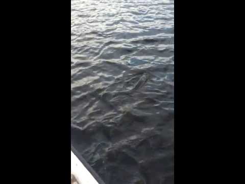 20130522Micke stor gädda