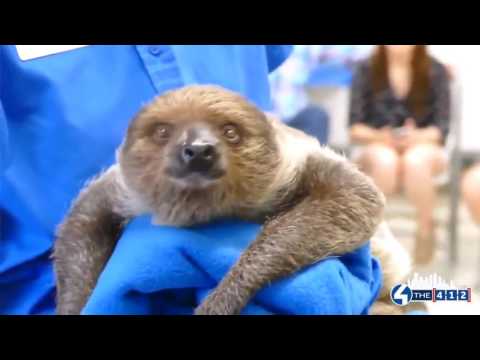 4 the 412: Visiting Valentino, the Aviary's baby sloth