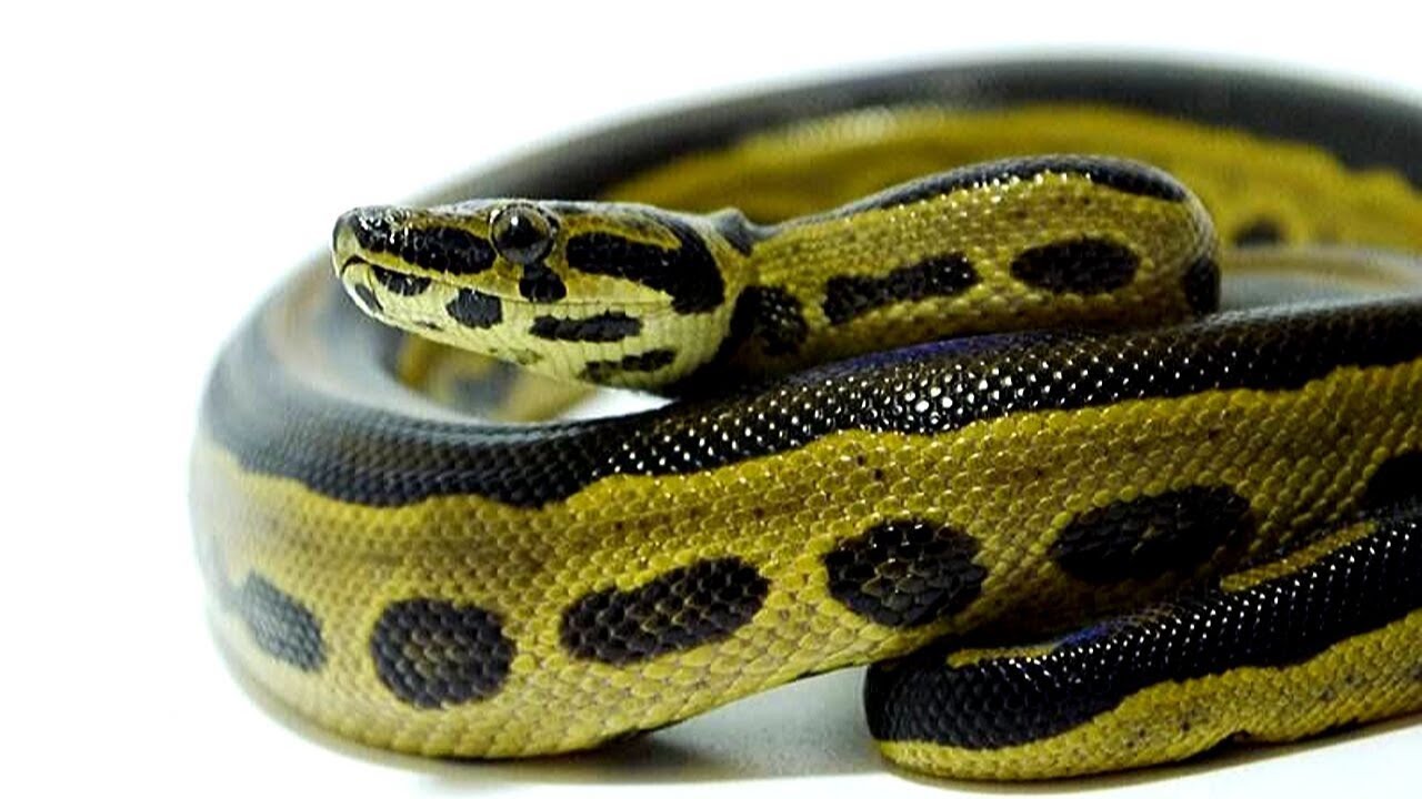 Top 5 Craziest Hybrid Reptiles