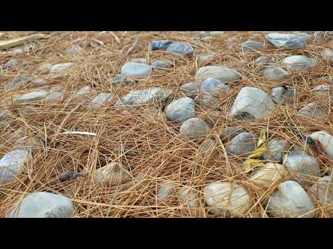 An Old, Moist Tree Invites Carpenter Ants in Freehold, NJ