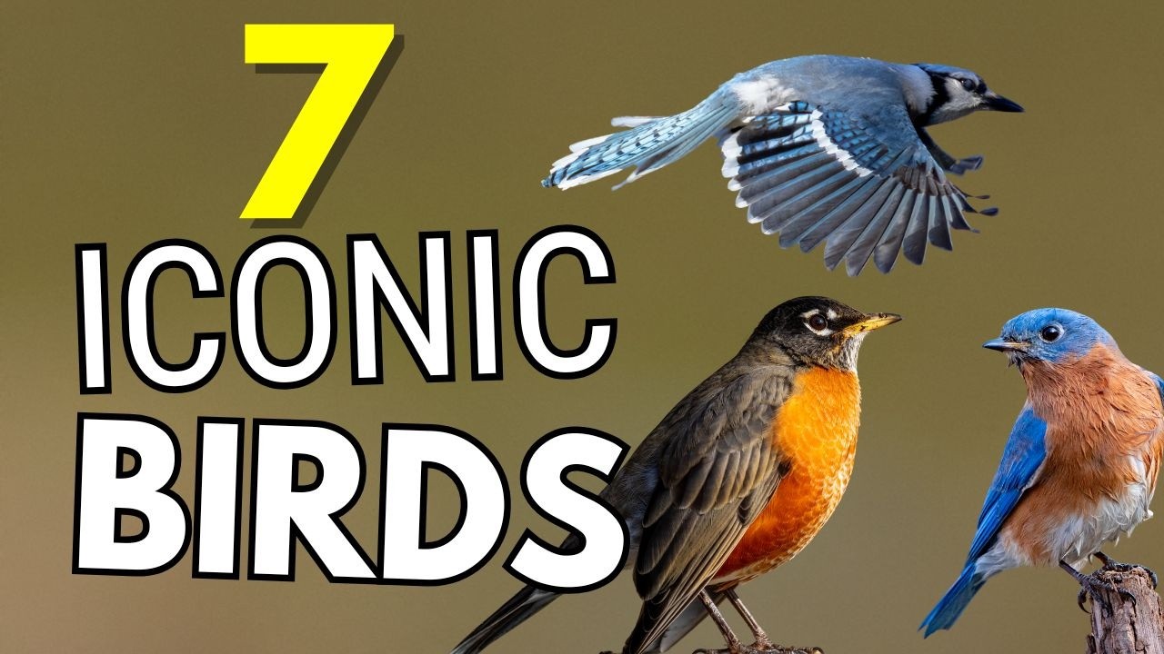 7 Iconic Birds People Instantly Recognize