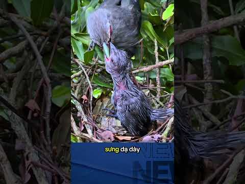Chim mẹ vụng nhất quả đất