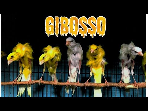 Giboso Novyj Trend Smotret Onlajn Na Sajte Trendovi Ru