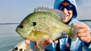 These Bluegill are HUGE!!! - Fishing for GIANT Bluegill!